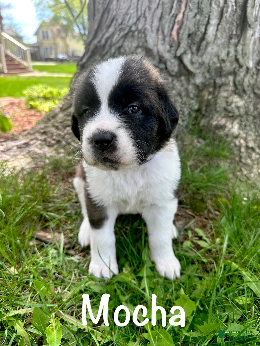 Saint Bernard dogs for sale: Mocha - Ad 1