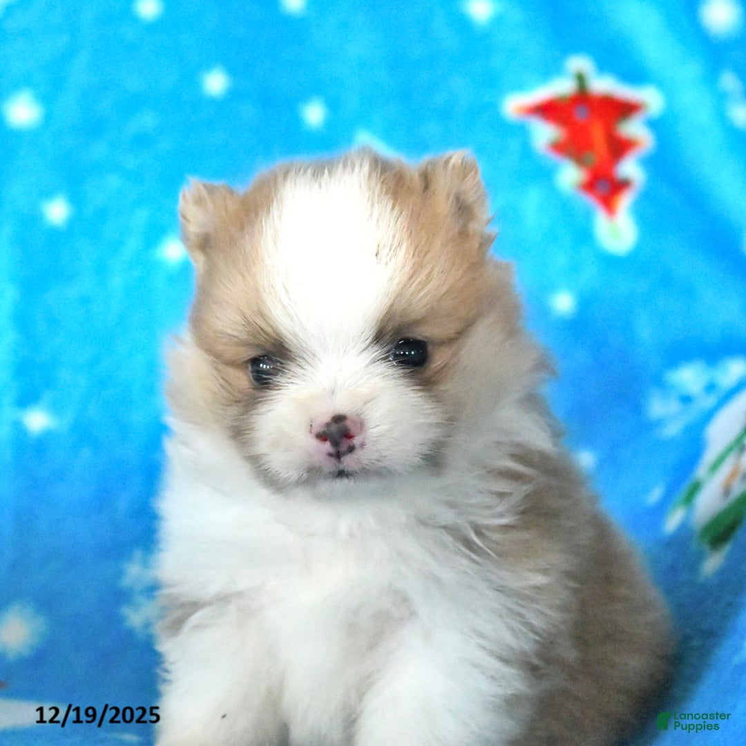 Pomeranian dogs for sale: Teddy - Ad 2