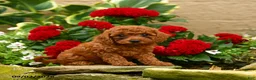 Miniature Poodle dogs for sale: Saltine - Ad 7