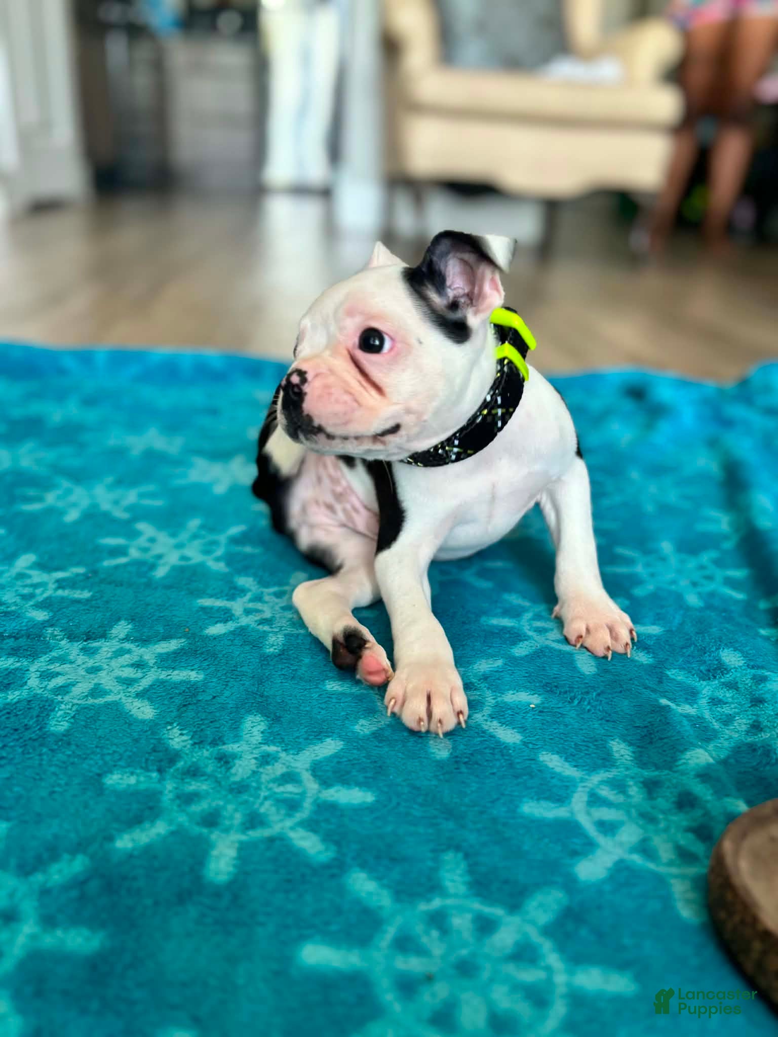 Boston Terrier dogs Boston Terrier Puppy 1 - Ad 1