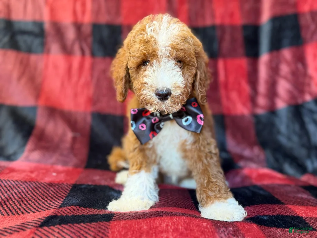 Miniature Poodle dogs for sale: Twix - Ad 9