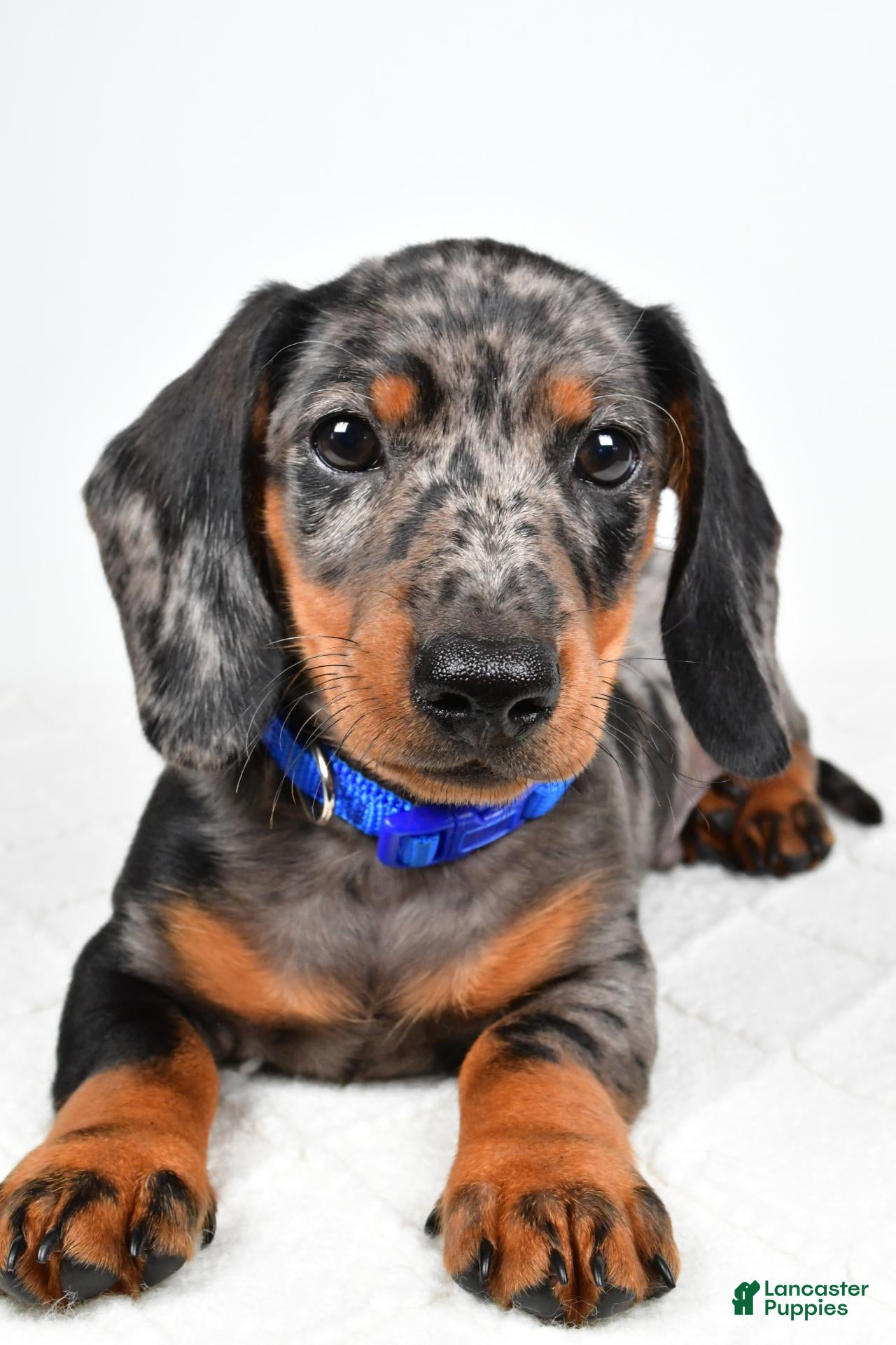 Miniature Dachshund dogs Echo - Ad 2