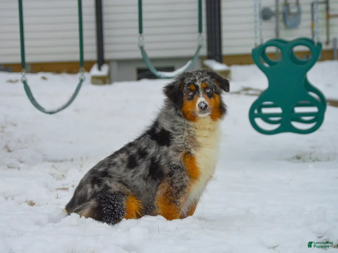 Miniature Australian Shepherd dogs for sale: Cody - Ad 5