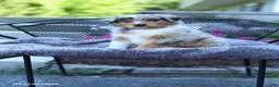 Australian Shepherd dogs for sale: Ryan - Ad 3