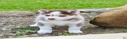 Pomsky dogs for sale: Skip - Ad 4