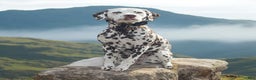 Dalmatian dogs for sale: Dream- Adult - Ad 5
