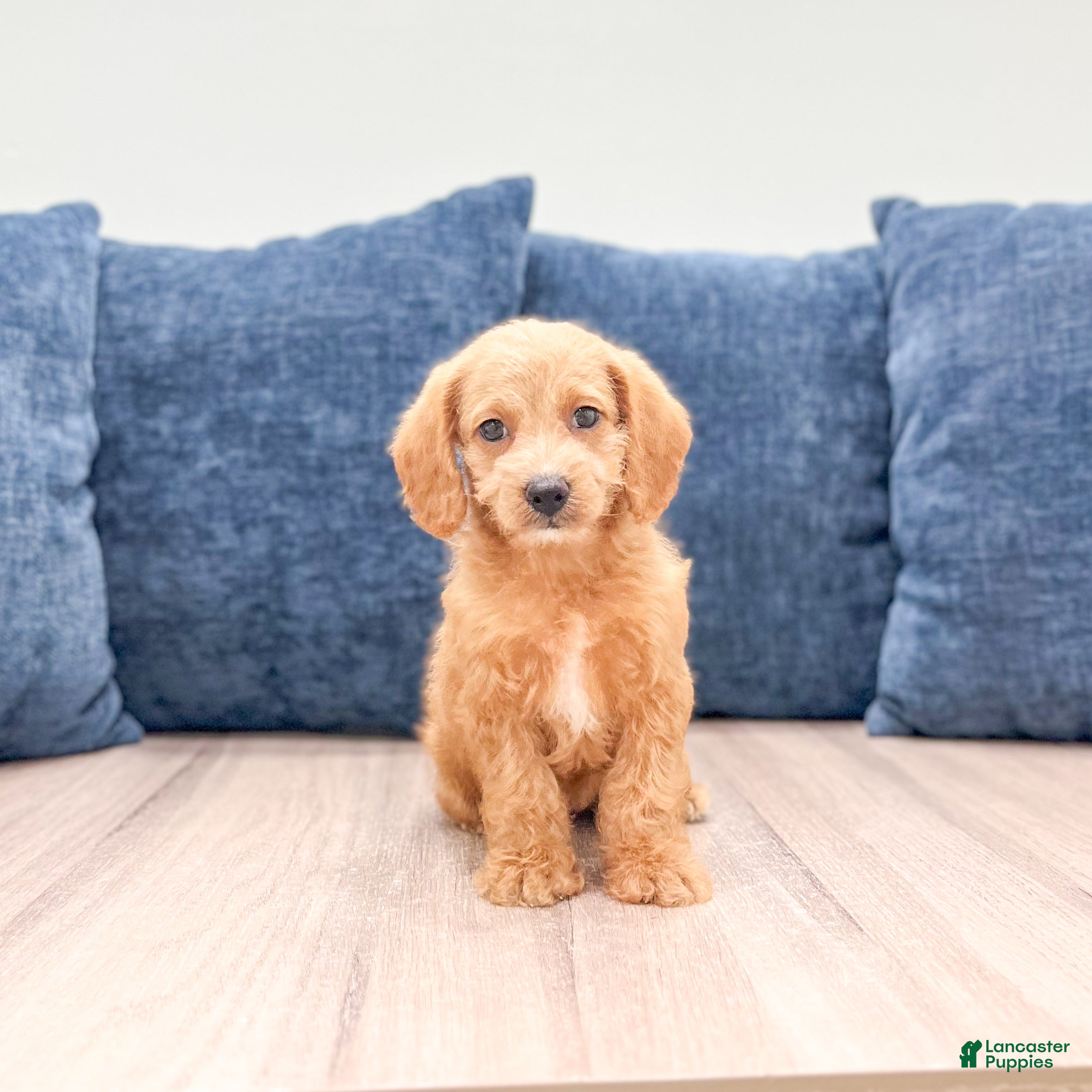 Miniature Labradoodle dogs Opal - Ad 1