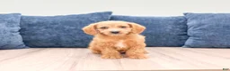 Miniature Labradoodle dogs for sale: Opal - Ad 1