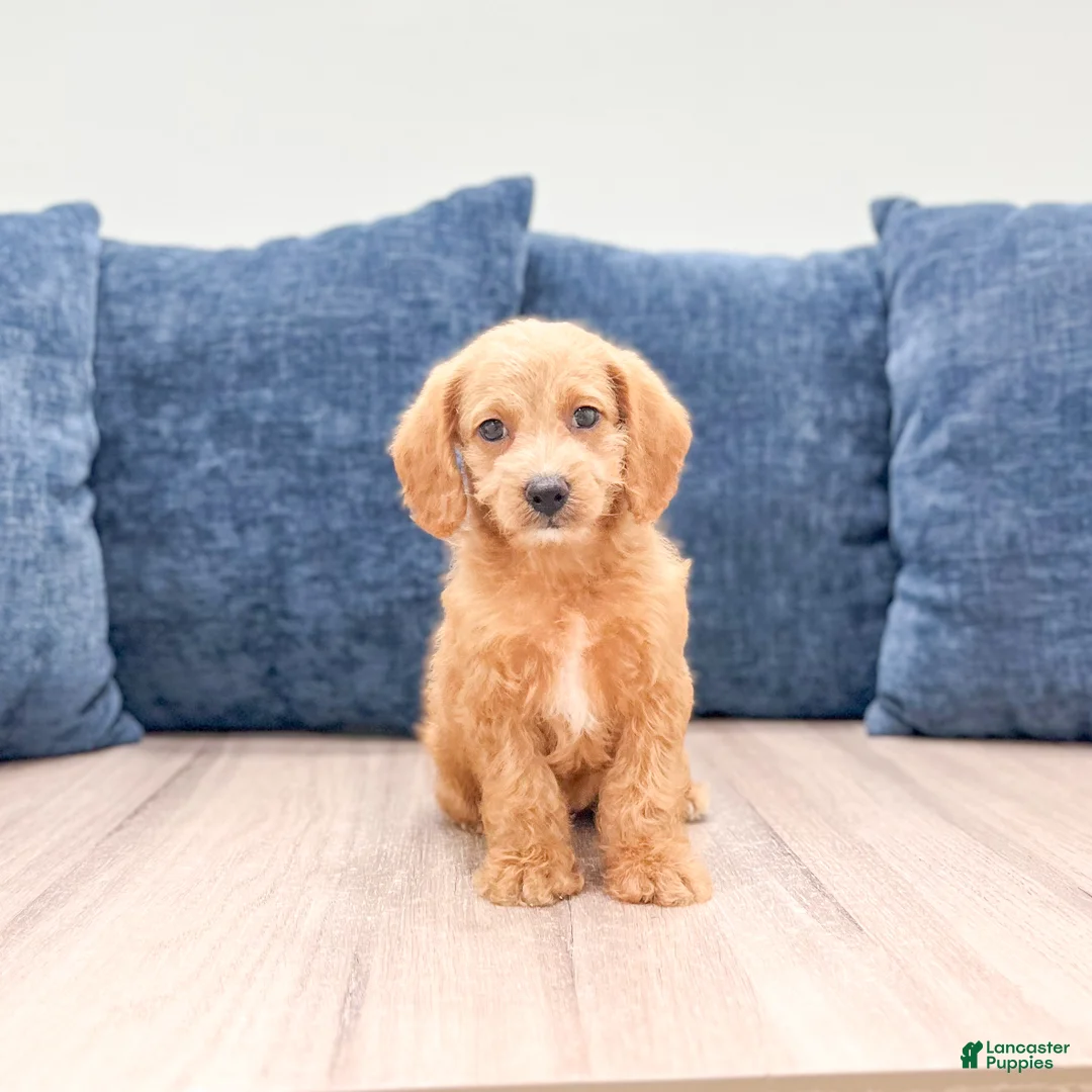 Miniature Labradoodle dogs for sale: Opal - Ad 1