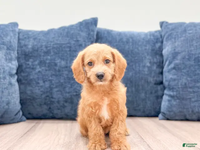 Miniature Labradoodle dogs for sale: Opal - Ad 2