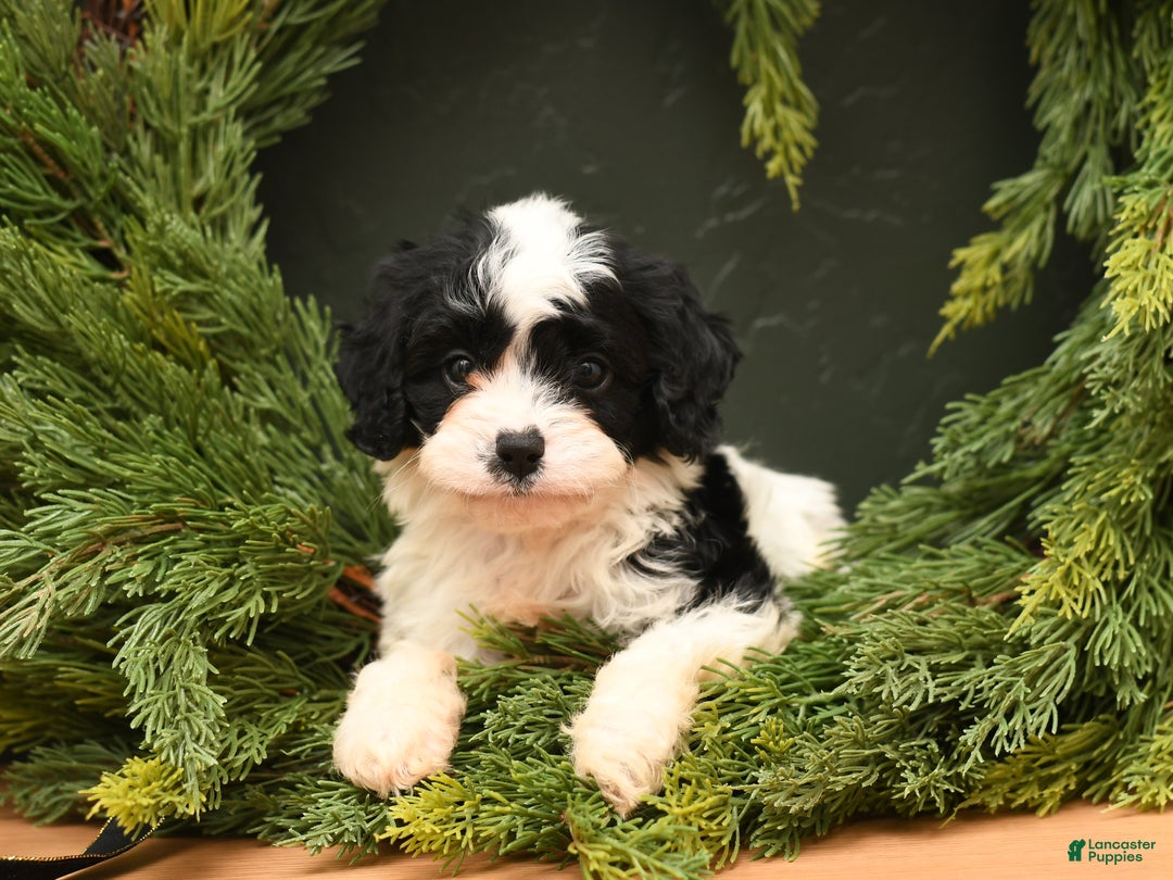 Cavapoo dogs for sale: Dillon - Ad 1