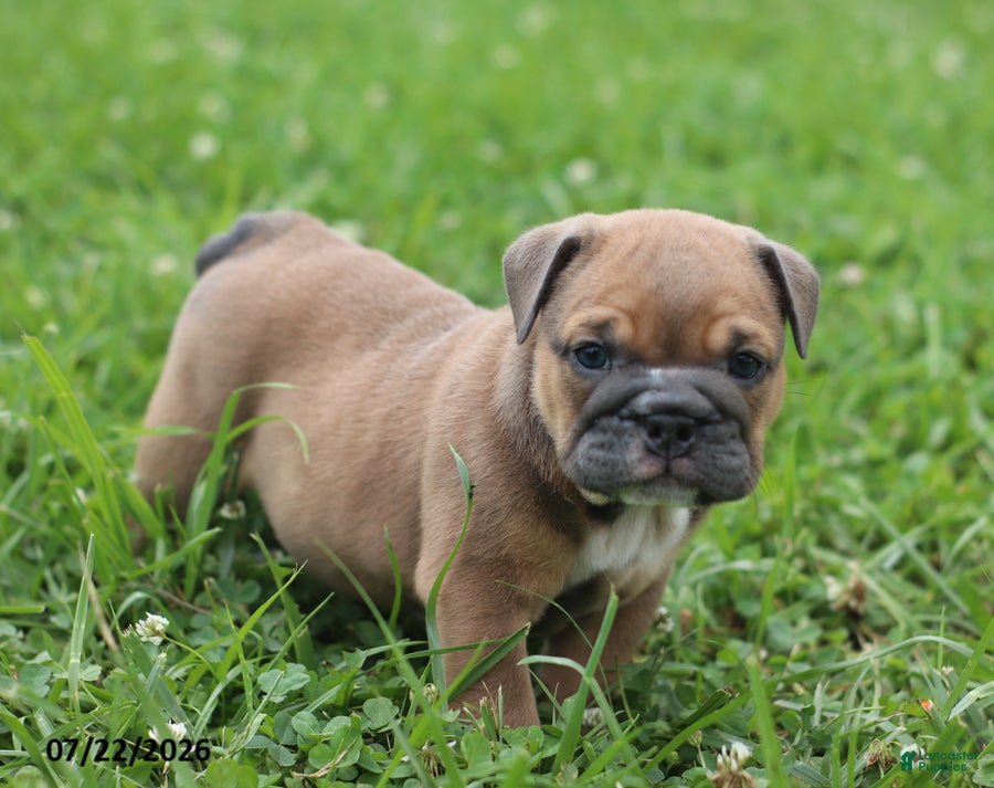 English Bulldog dogs Clara - Ad 1