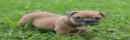 English Bulldog dogs for sale: Clara - Ad 1