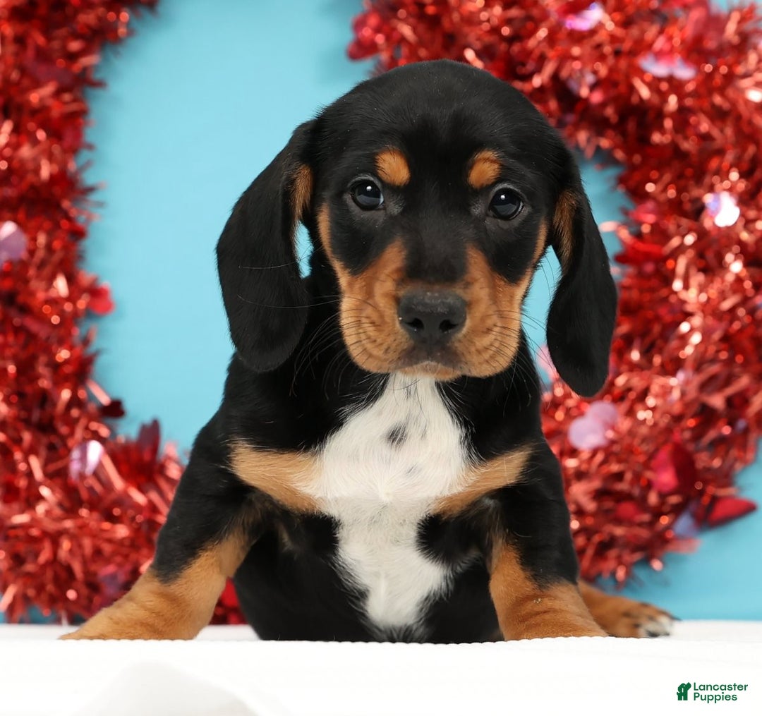 Miniature Dachshund dogs for sale: Kylie - Ad 3