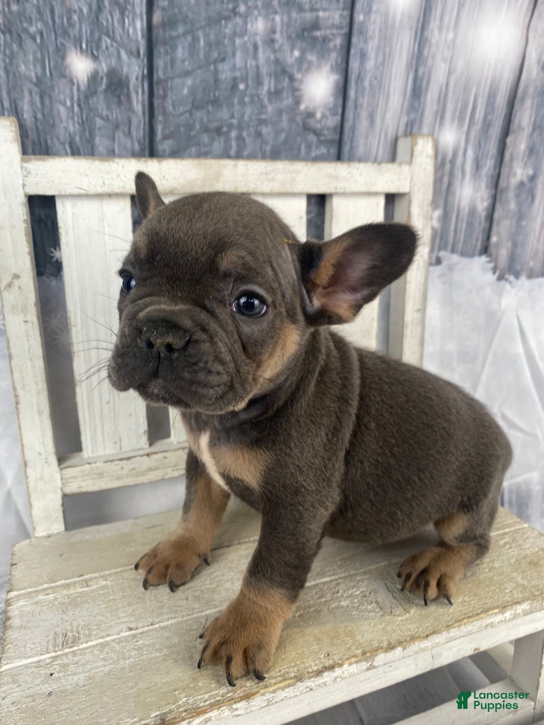 French Bulldog dogs for sale: Bruno - Ad 3