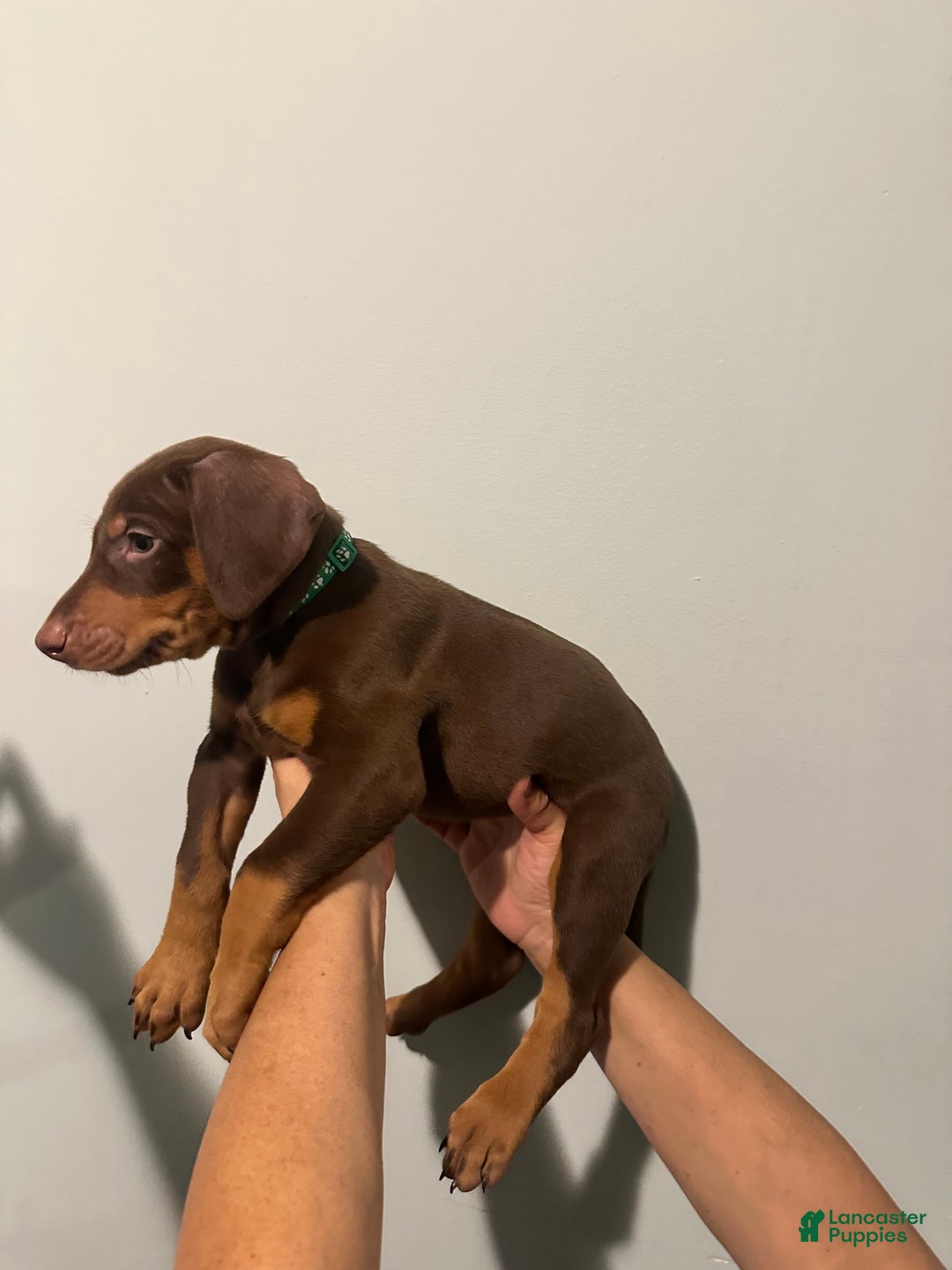 Doberman Pinscher dogs for sale: Doberman Pinscher Puppy 2 - Ad 1