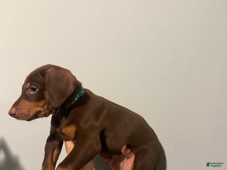 Doberman Pinscher dogs Doberman Pinscher Puppy 2 - Ad 24