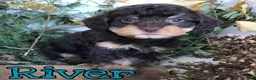Mixed Breed dogs for sale: Mixed Breed 1 - Ad 2