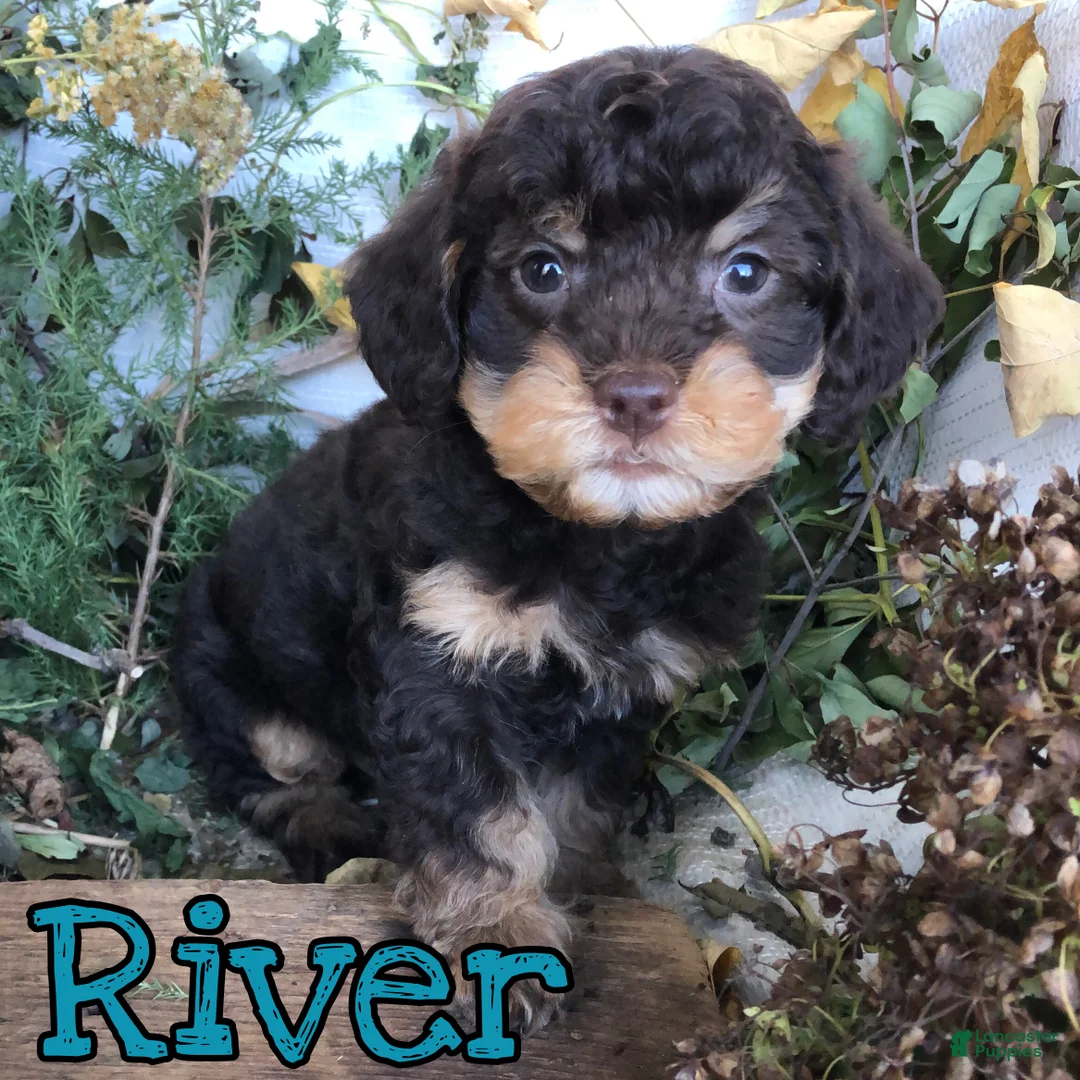Mixed Breed dogs for sale: Mixed Breed 1 - Ad 2