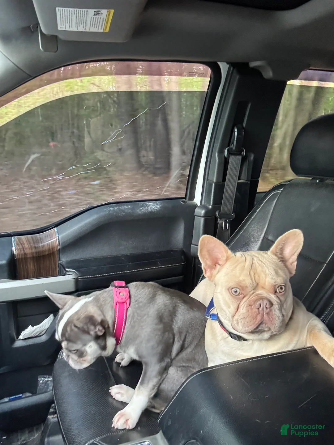 French Bulldog dogs for stud: Benny(stud) - Ad 6