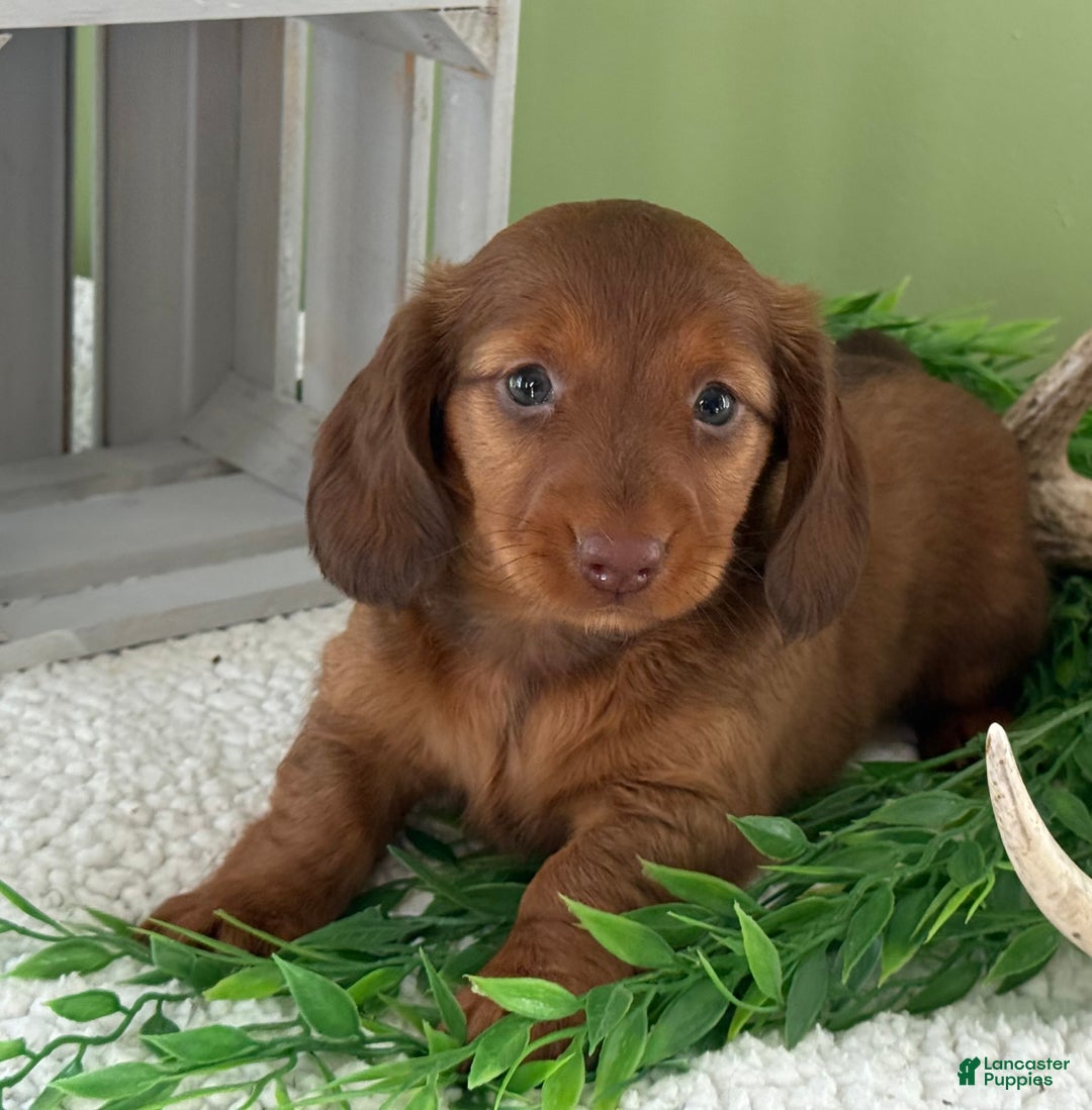 Miniature Dachshund dogs for sale: Jacki - Ad 7