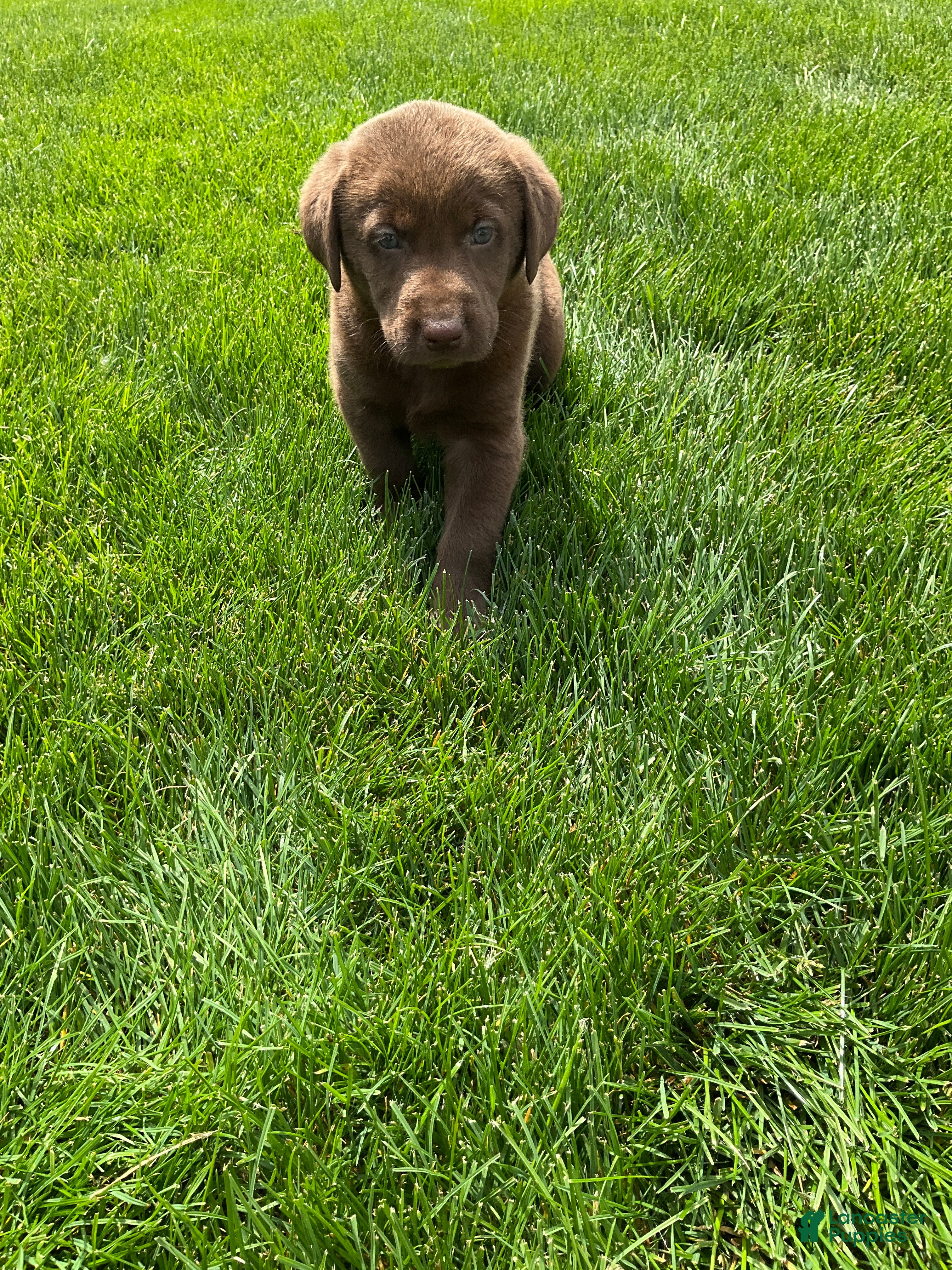 Labrador Retriever dogs Miles - Ad 2