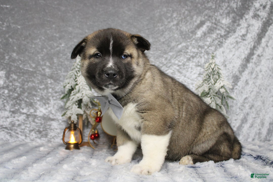 Pomsky dogs for sale: Rowan  - Ad 5