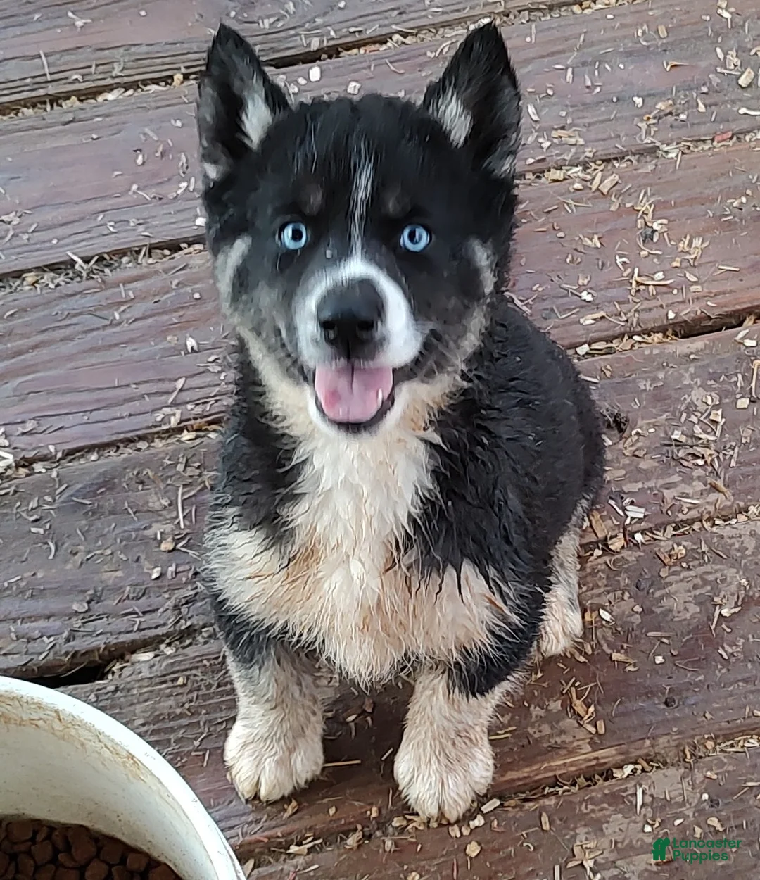 Siberian Husky dogs for sale: Siberian Husky Puppy 3 - Ad 2