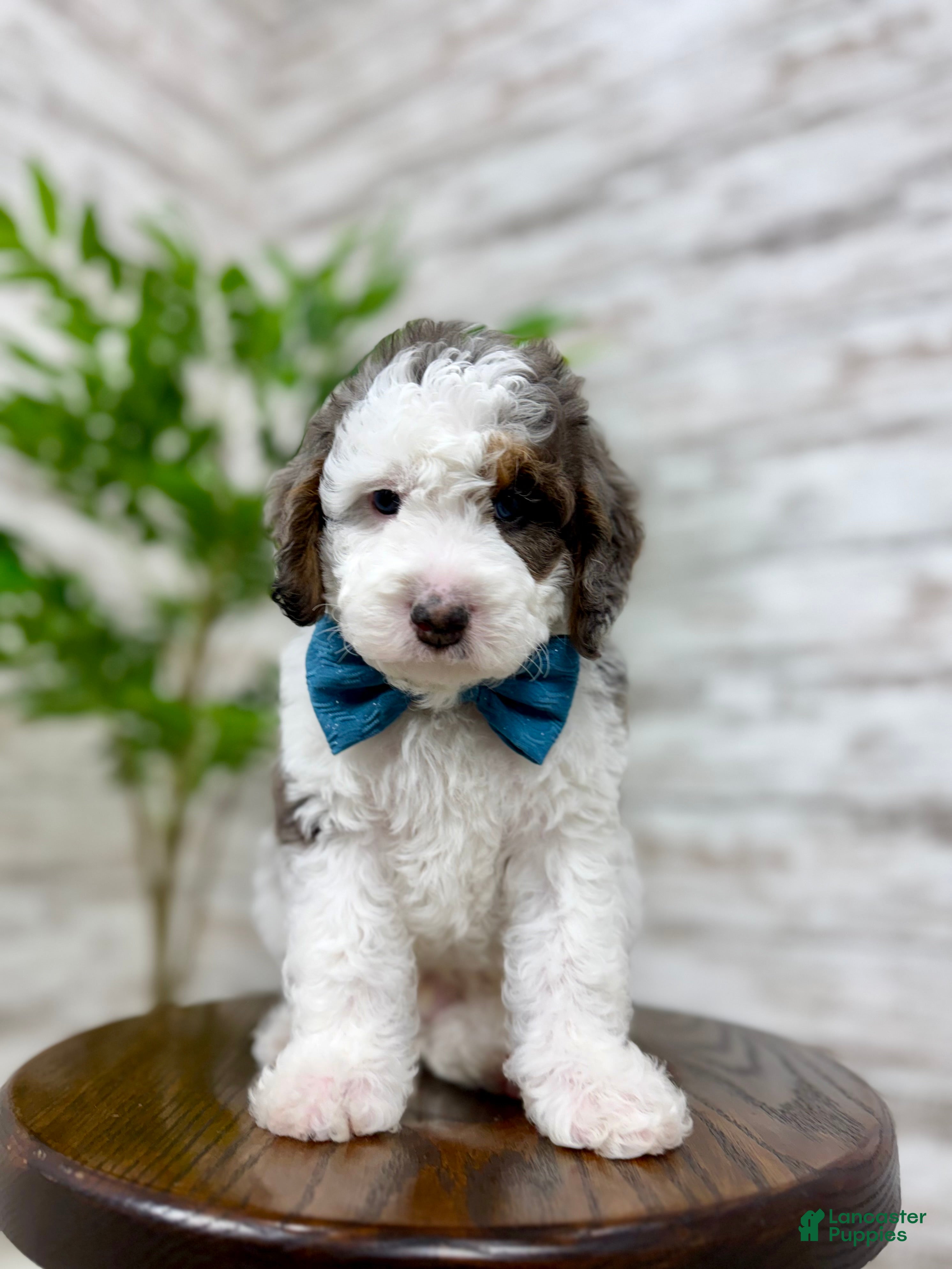 Mini Bernedoodle dogs Enzo - Ad 15