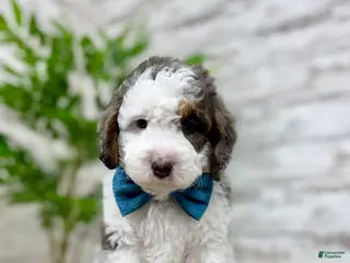 Mini Bernedoodle dogs Enzo - Ad 15