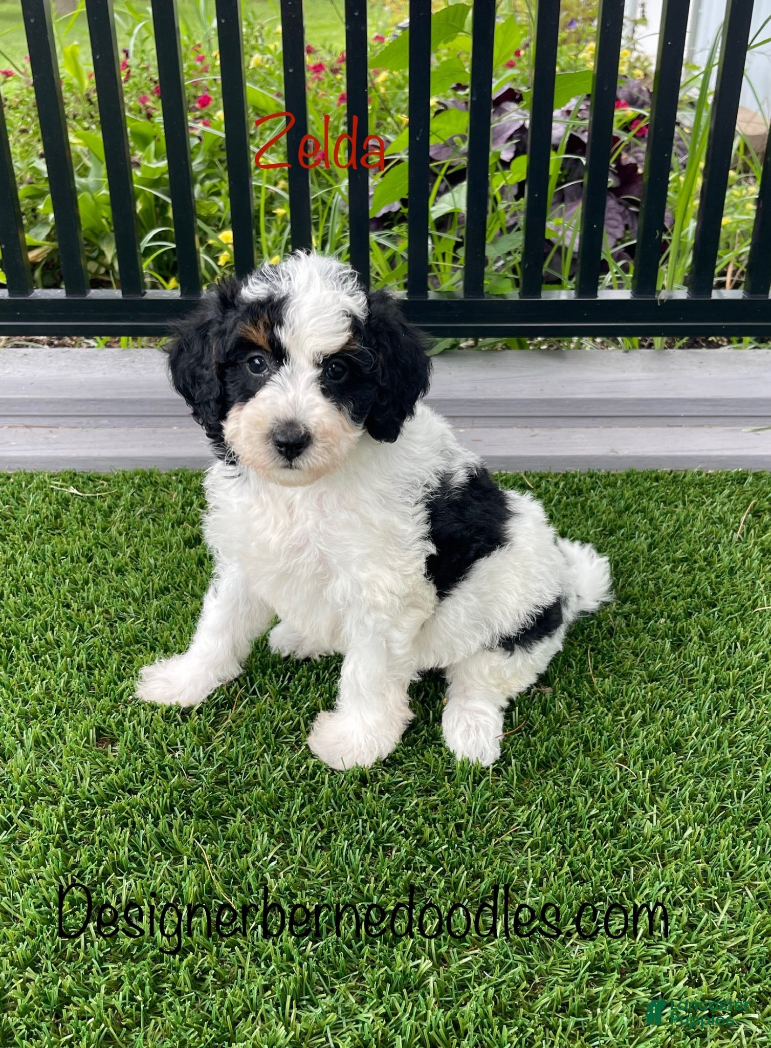 Mini Bernedoodle dogs Zelda tiny/toy - Ad 40
