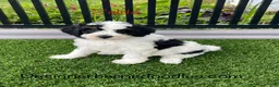 Mini Bernedoodle dogs for sale: Zelda tiny/toy - Ad 1