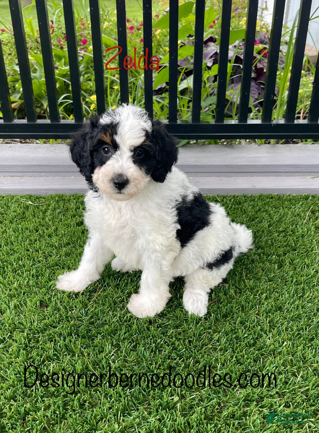 Mini Bernedoodle dogs for sale: Zelda tiny/toy - Ad 1