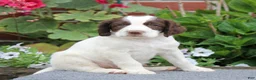 English Springer Spaniel dogs for sale: Trigger - Ad 4
