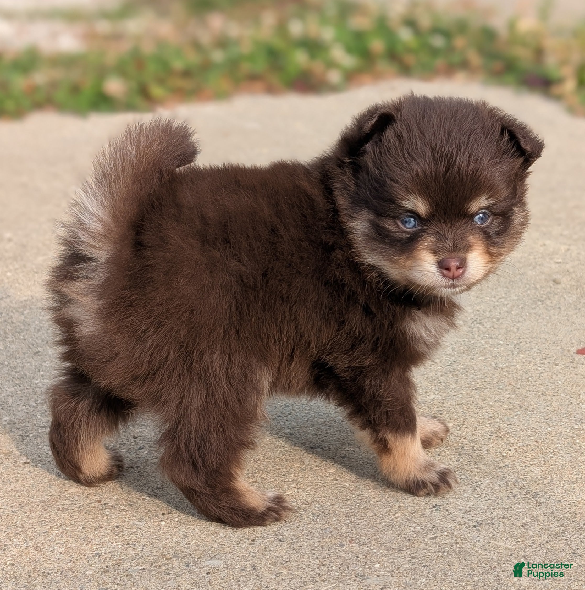 Pomsky dogs Knox  - Ad 37