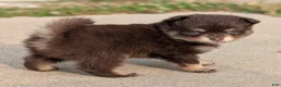Pomsky dogs for sale: Knox  - Ad 1
