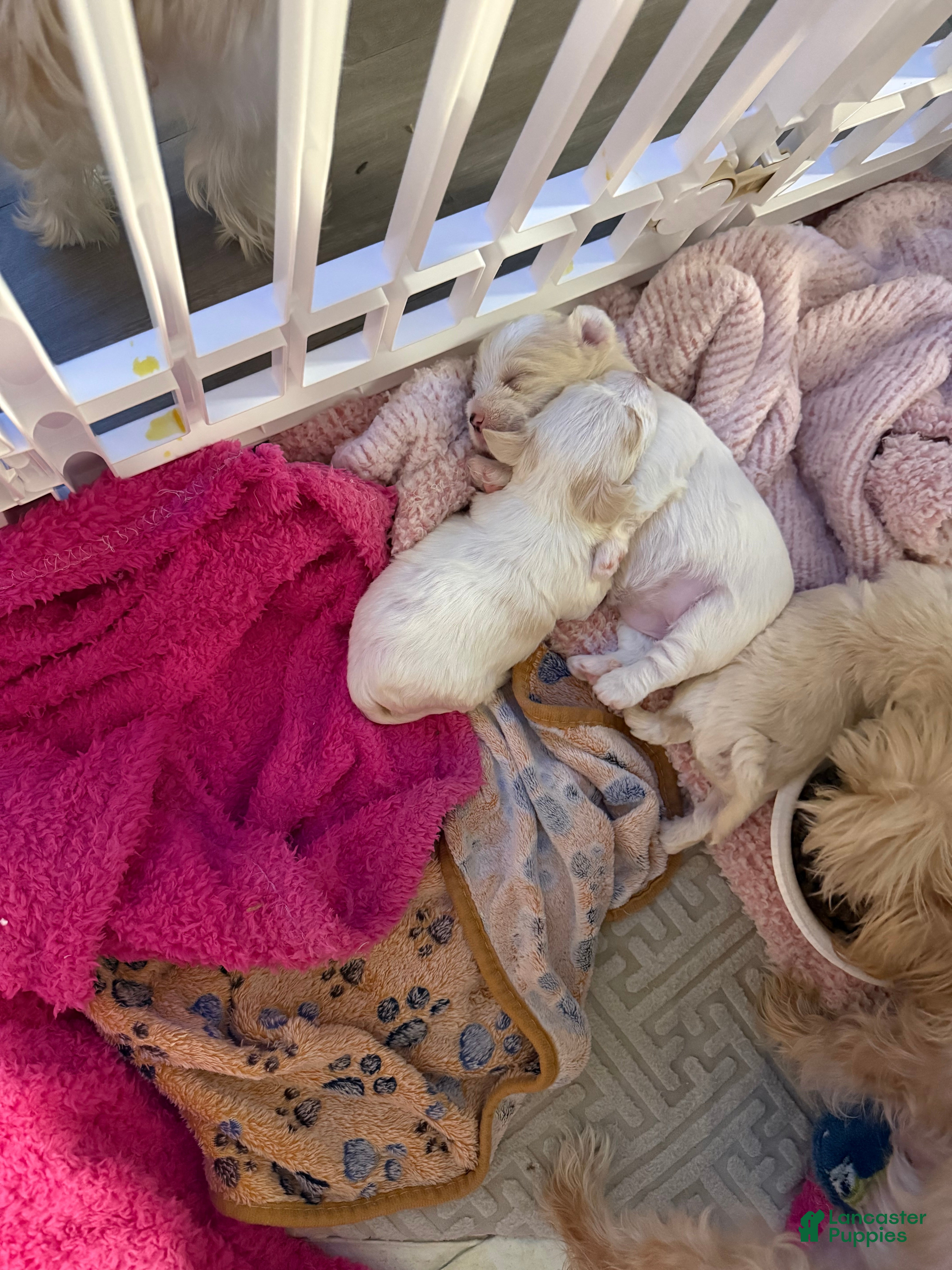 Mixed Breed dogs Yorkie Bichon Puppy 2 - Ad 1