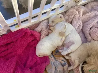 Mixed Breed dogs for sale: Yorkie Bichon Puppy 2 - Ad 3