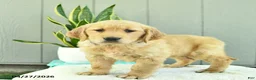 Golden Retriever dogs for sale: Sugar  - Ad 1