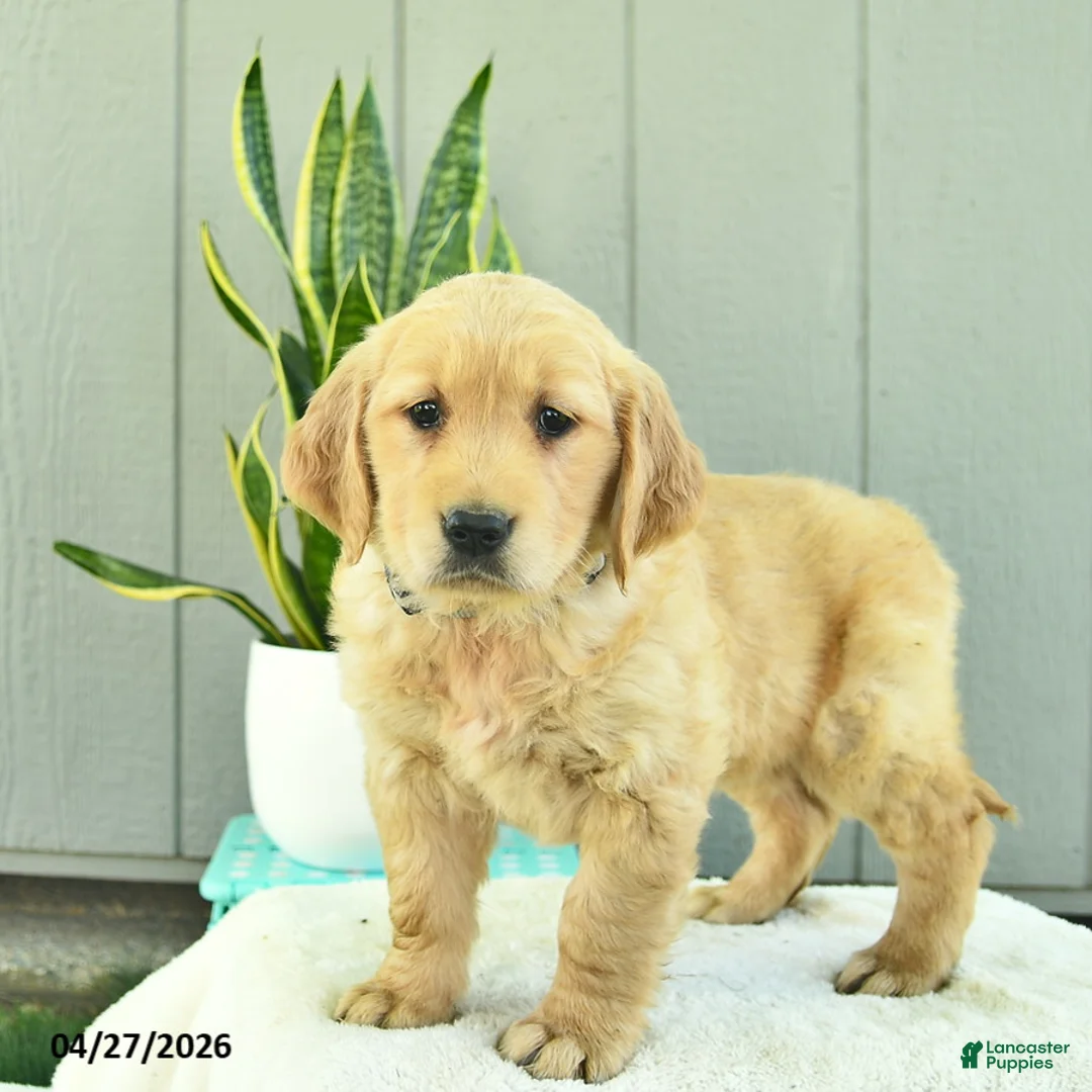 Golden Retriever dogs for sale: Sugar  - Ad 1
