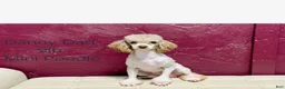 Mini Bernedoodle dogs for sale: Autumn - Ad 16