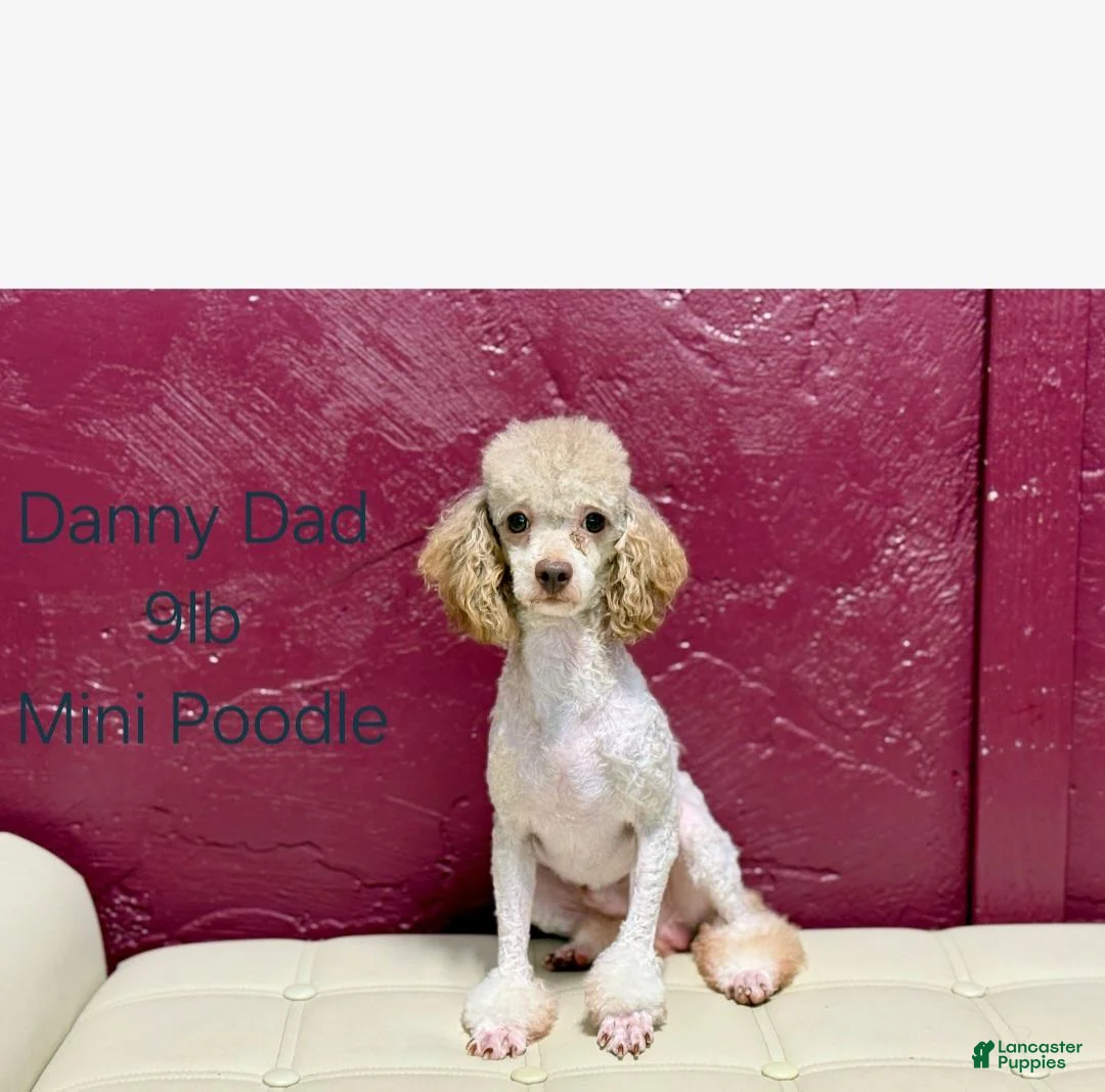 Mini Bernedoodle dogs for sale: Autumn - Ad 16