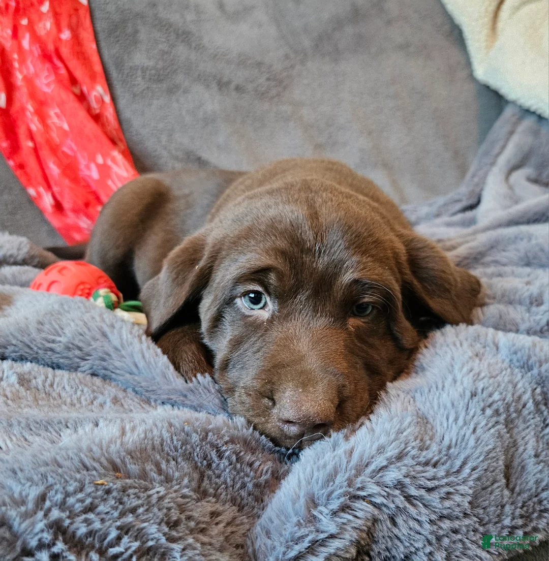 Labrador Retriever dogs for sale: Labrador Retriever Puppy 1 - Ad 3