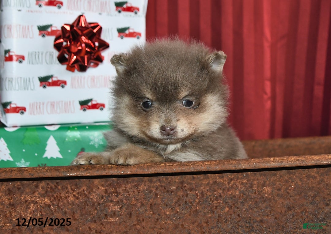 Pomeranian dogs for sale: Nate - Ad 2