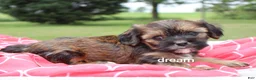 Mixed Breed dogs for sale: Jolie - Ad 3