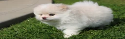Pomeranian dogs for sale: Lola - Ad 5