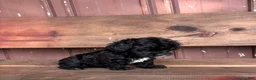 Mixed Breed dogs for sale: Mixed Breed Puppy 2 - Ad 3