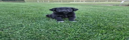 Mixed Breed dogs for sale: Duke - Ad 3