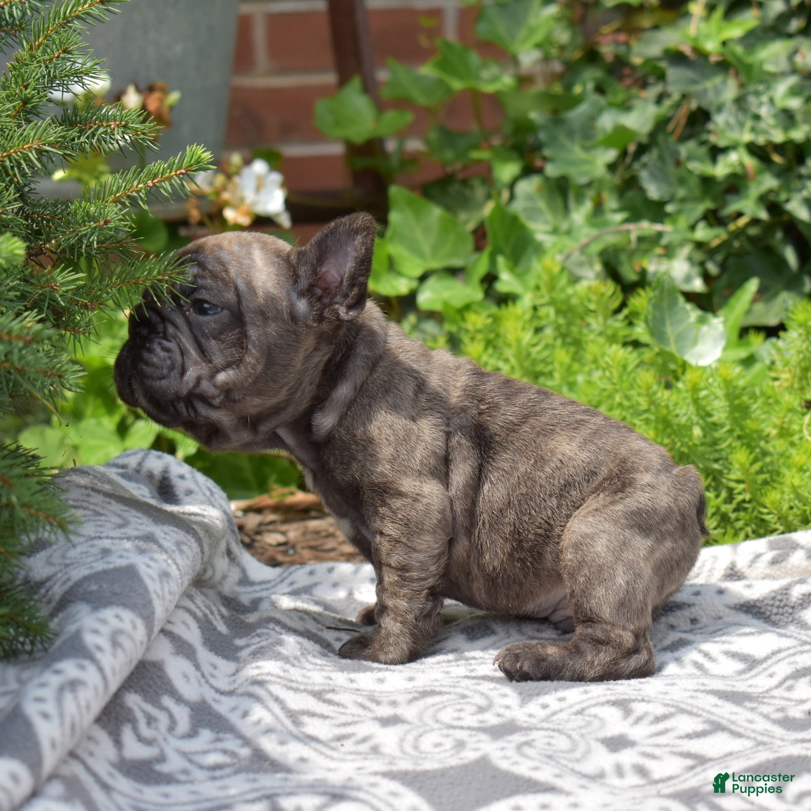 French Bulldog dogs Ned - Ad 2