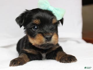 Yorkshire Terrier dogs Yorkshire Terrier 1 - Ad 31